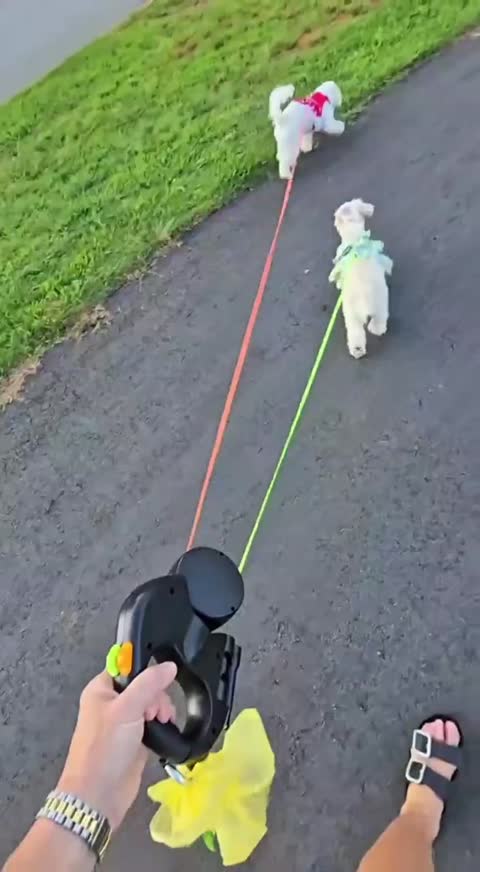 Vídeo Viral